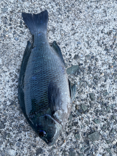 グレの釣果