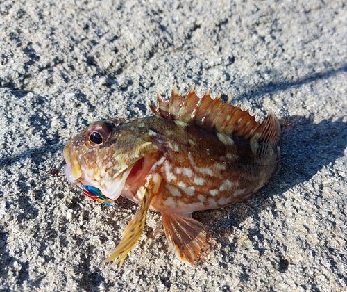 カサゴの釣果