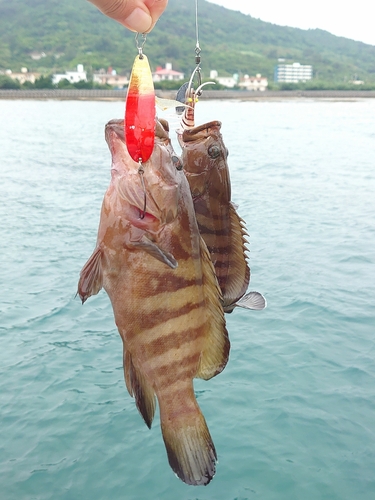 ヤミハタの釣果