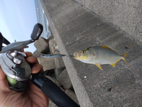 ネリゴの釣果