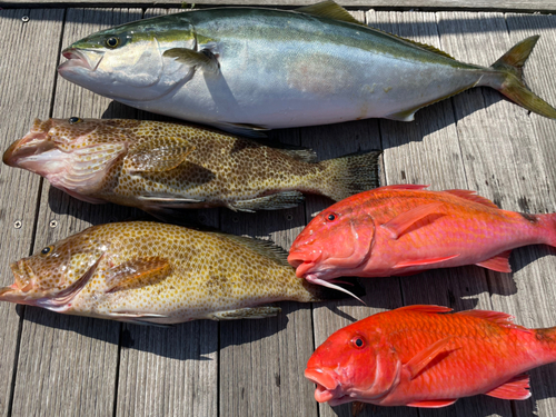 オオモンハタの釣果