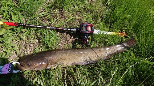 ナマズの釣果