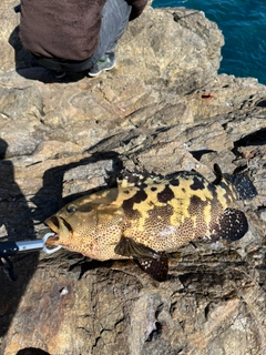 マダラハタの釣果