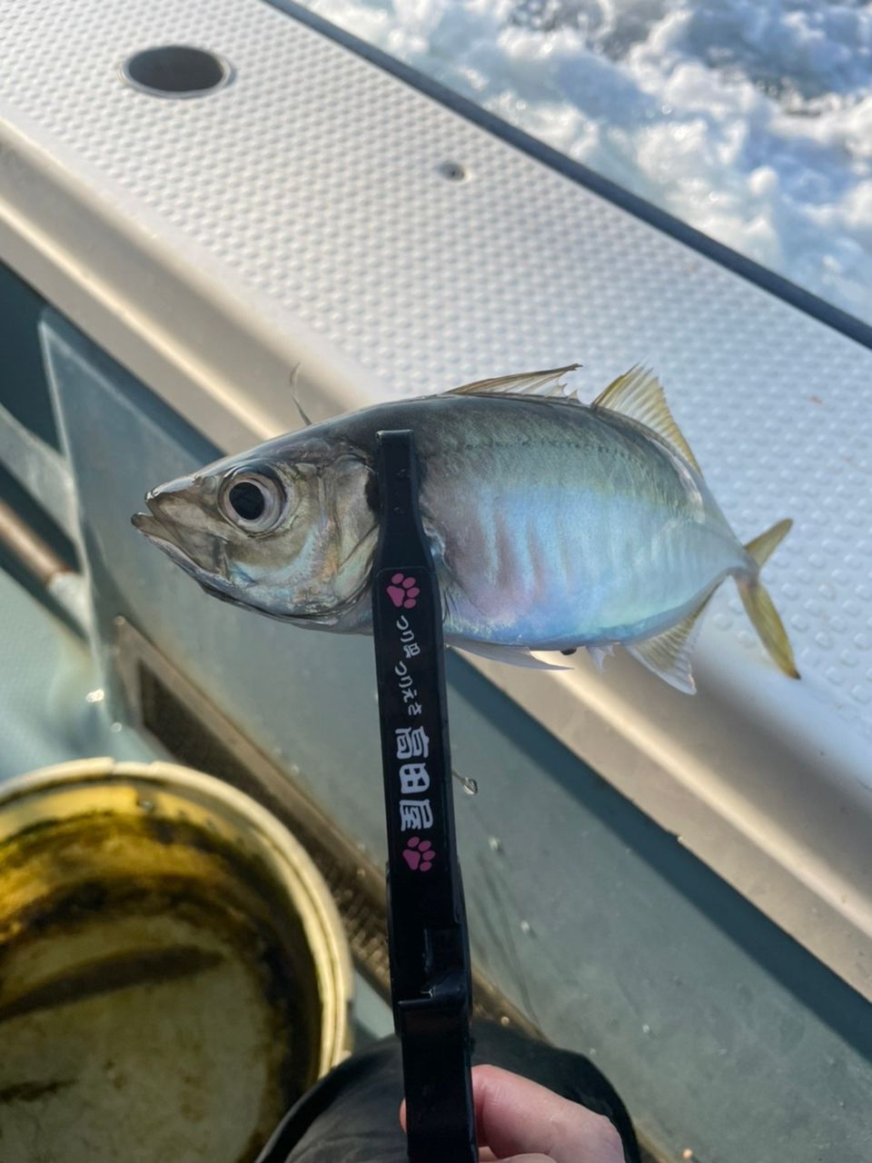 オタケ・ベラリアンさんの釣果 2枚目の画像