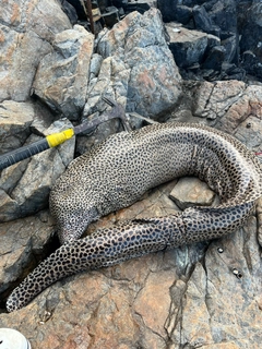 ウツボの釣果