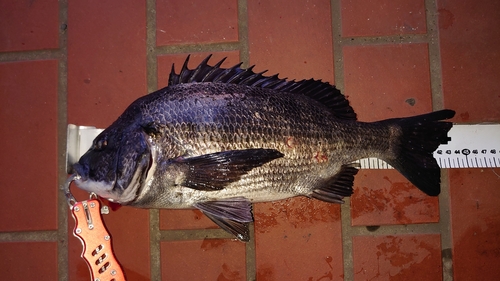 チヌの釣果