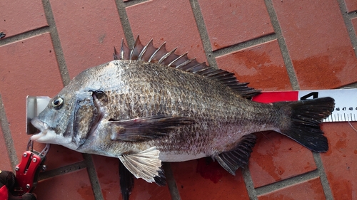 チヌの釣果