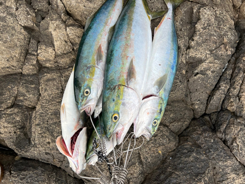 イナダの釣果