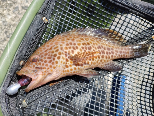 オオモンハタの釣果