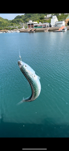 サバの釣果