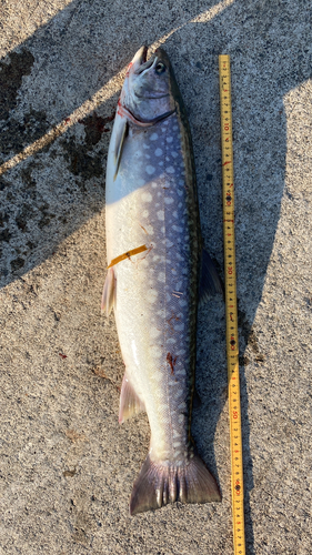 アメマスの釣果