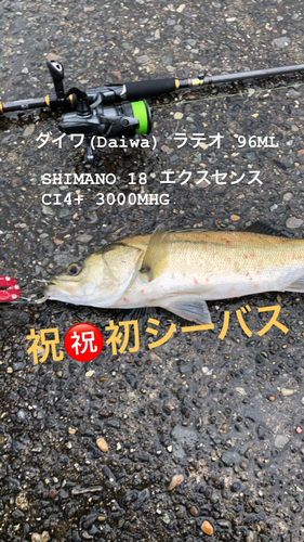 シーバスの釣果