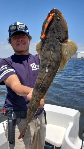 マゴチの釣果