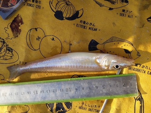 キスの釣果