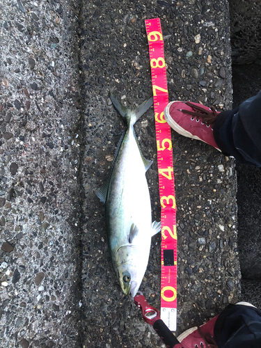 ハマチの釣果