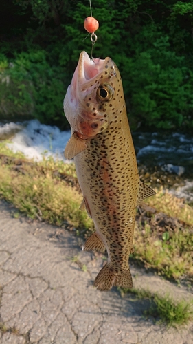 ニジマスの釣果