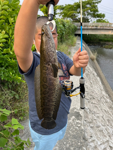 ライギョの釣果