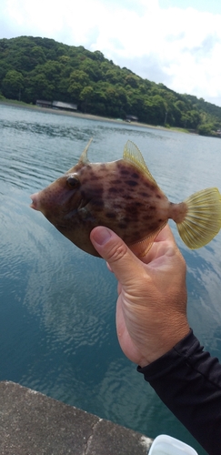 釣果