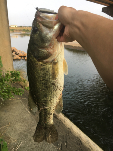 ブラックバスの釣果