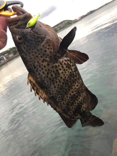 シラヌイハタの釣果