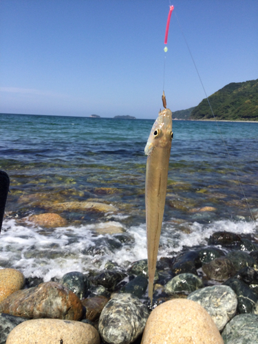 キスの釣果