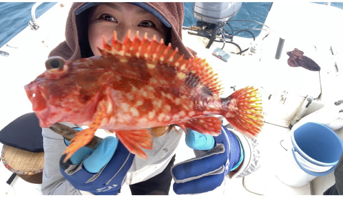 カサゴの釣果