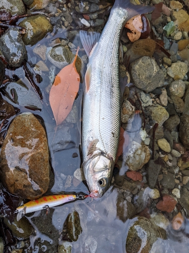 ウグイの釣果