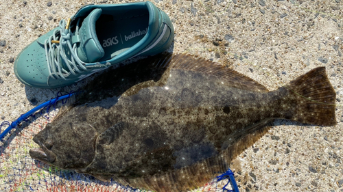 ヒラメの釣果