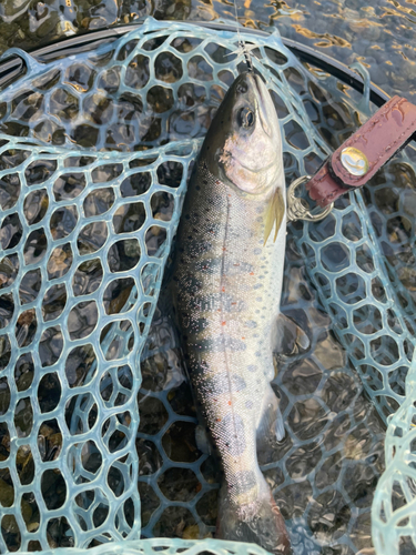 アマゴの釣果