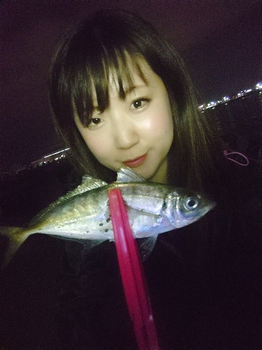 マアジの釣果