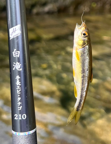 カワムツの釣果