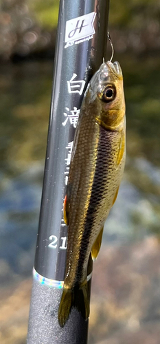 カワムツの釣果