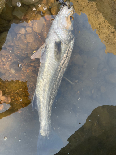 マルスズキの釣果