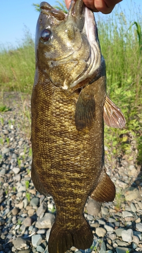 スモールマウスバスの釣果