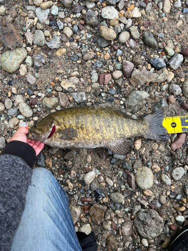 スモールマウスバスの釣果