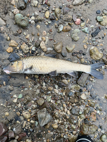 ニゴイの釣果