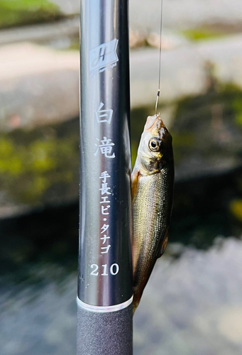 カワムツの釣果