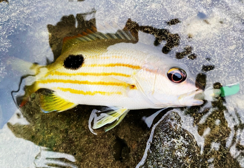 ニセクロホシフエダイの釣果