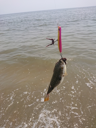 クサフグの釣果