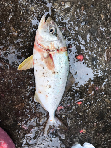 シオの釣果