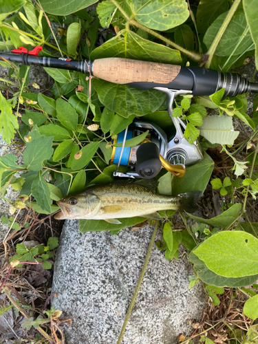 ブラックバスの釣果