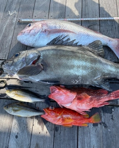 マダイの釣果