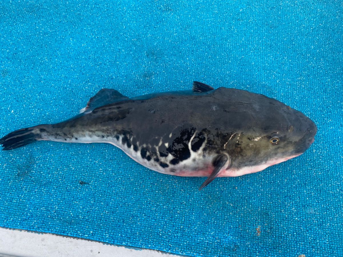 昭隆丸さんの釣果 3枚目の画像