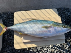 ヒラマサの釣果