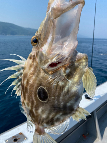 マトウダイの釣果