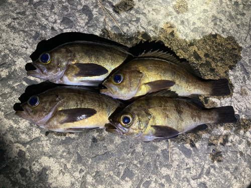 メバルの釣果