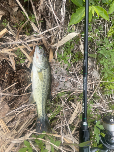 ラージマウスバスの釣果