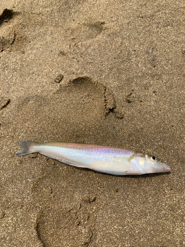 キスの釣果