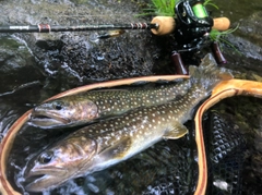 イワナの釣果