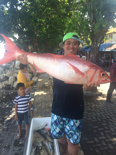 タイの釣果